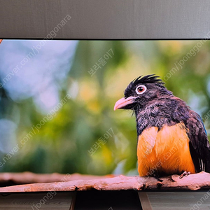 삼성 65인치 OLED TV 65SC90 (사용 시간 : 3시간)