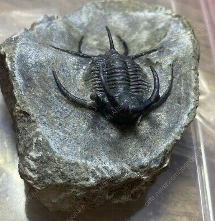박물관급 세라타제스 삼엽충 화석--1