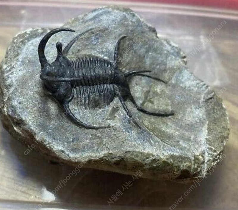 박물관급 세라타제스 삼엽충 화석--2