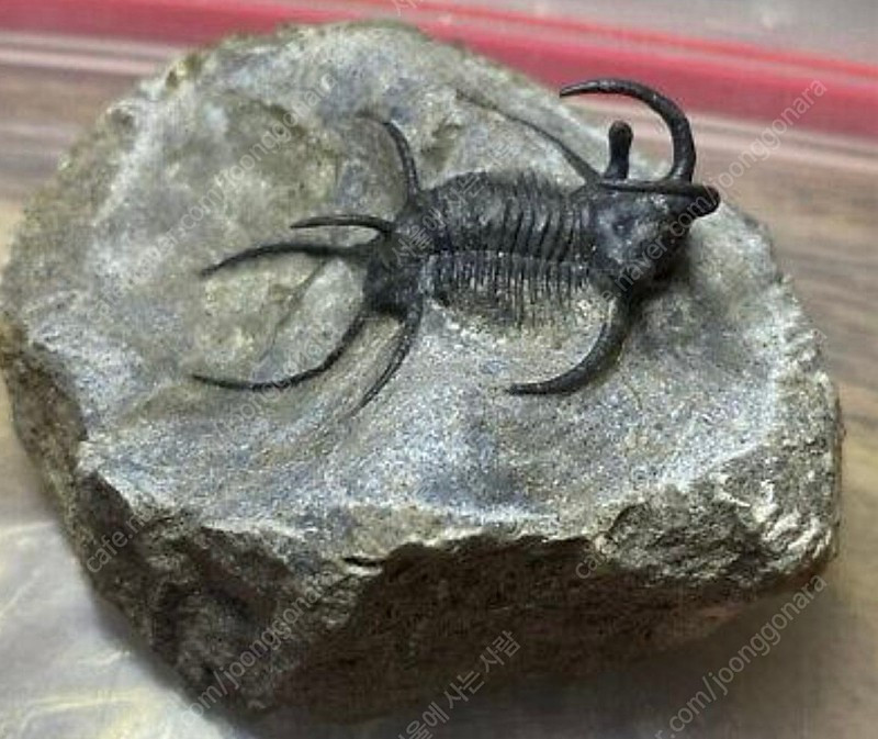 박물관급 세라타제스 삼엽충 화석--4