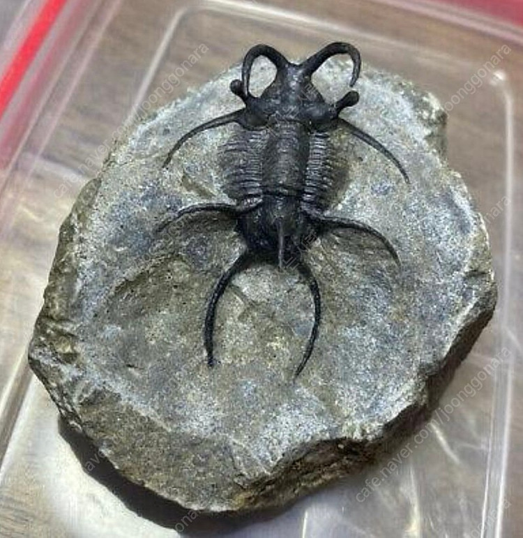 박물관급 세라타제스 삼엽충 화석--5