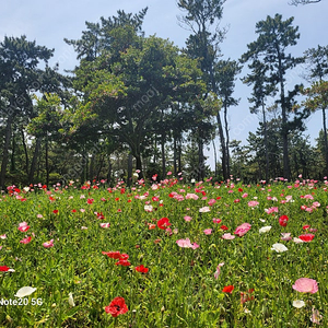 휘닉스파크 콘도 20평 양도