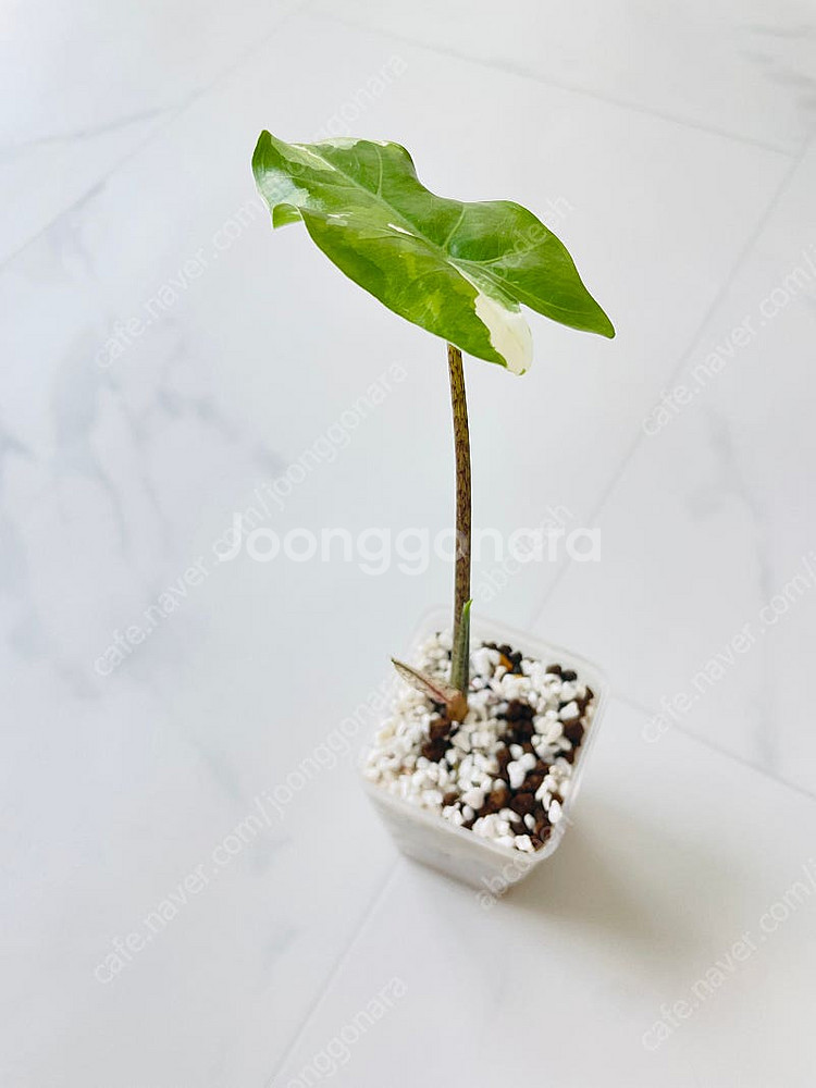 알로카시아 포토도라 바리에가타 자촉묘--1