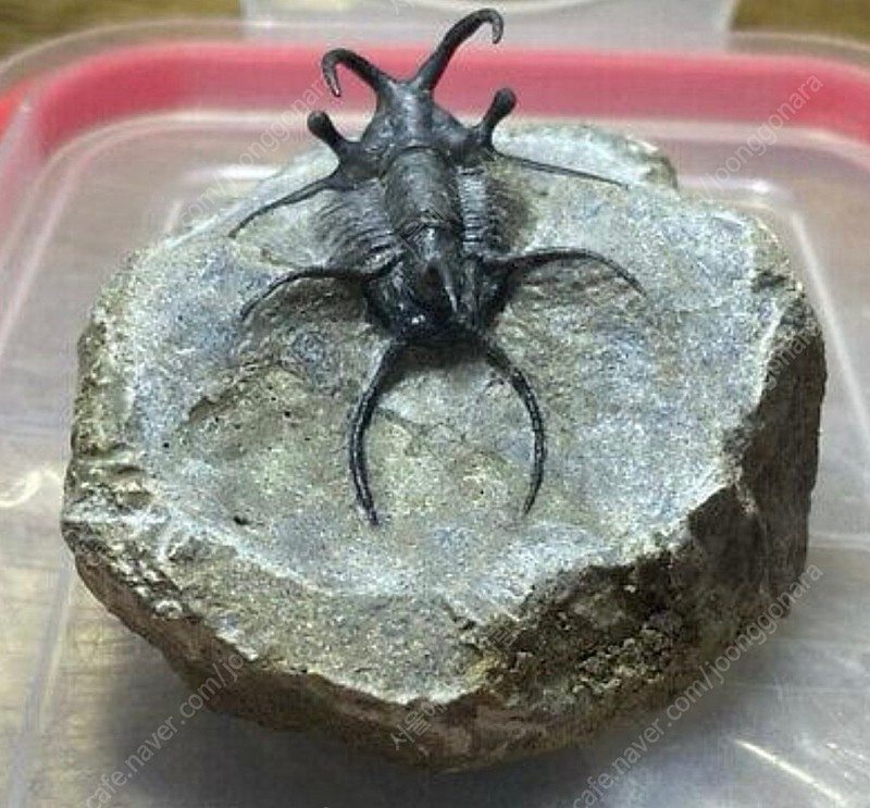 박물관급 세라타제스 삼엽충 화석--3