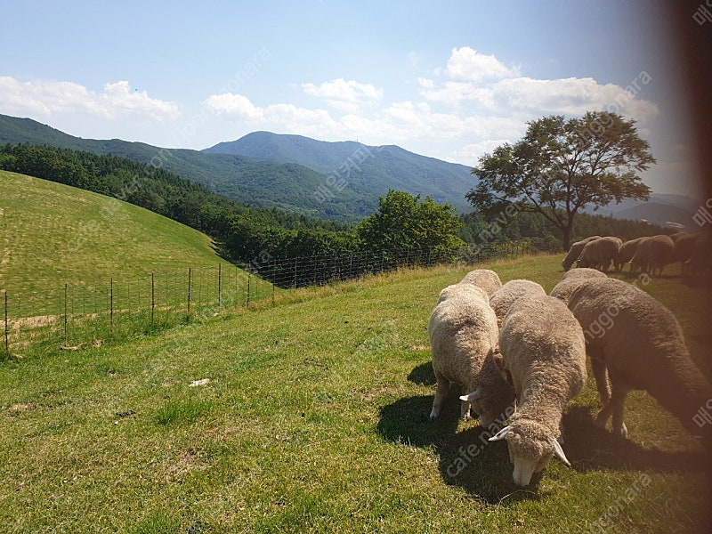 평창 용평리조트 발왕산 케이블카