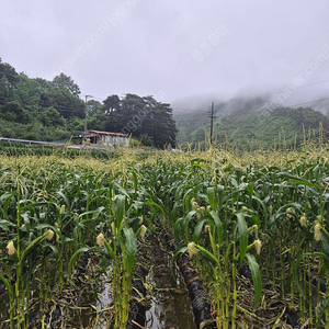 괴산대학찰옥수수