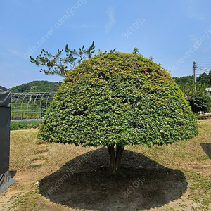 조경용 단풍나무 판매