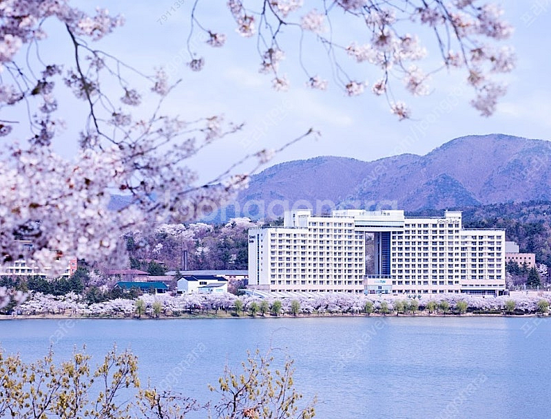 (성수기)덕산 안면도 마이다스 하이원 웰리힐리 알펜시아...--0