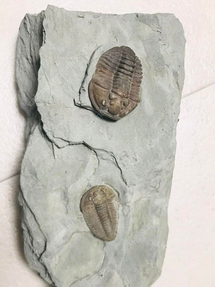 오하이오주 flexicalymene플렉시 칼리메네 페어--1