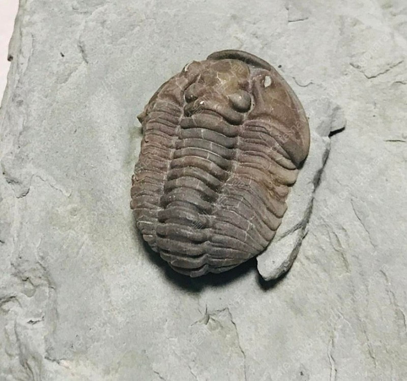 오하이오주 flexicalymene플렉시 칼리메네 페어--2