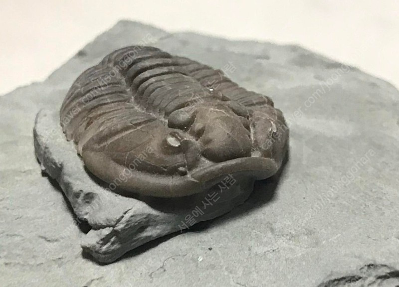 오하이오주 flexicalymene플렉시 칼리메네 페어--3