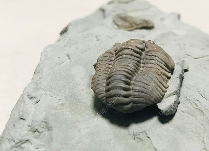 오하이오주 flexicalymene플렉시 칼리메네 페어--4