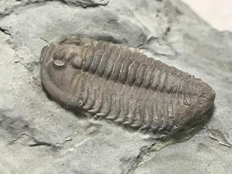 오하이오주 flexicalymene플렉시 칼리메네 페어--5