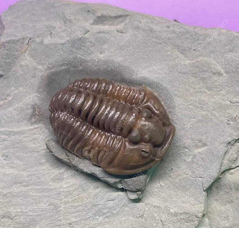 오하이오주 flexicalymene플렉시 칼리메네 페어--7