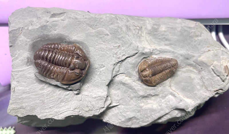 오하이오주 flexicalymene플렉시 칼리메네 페어--8