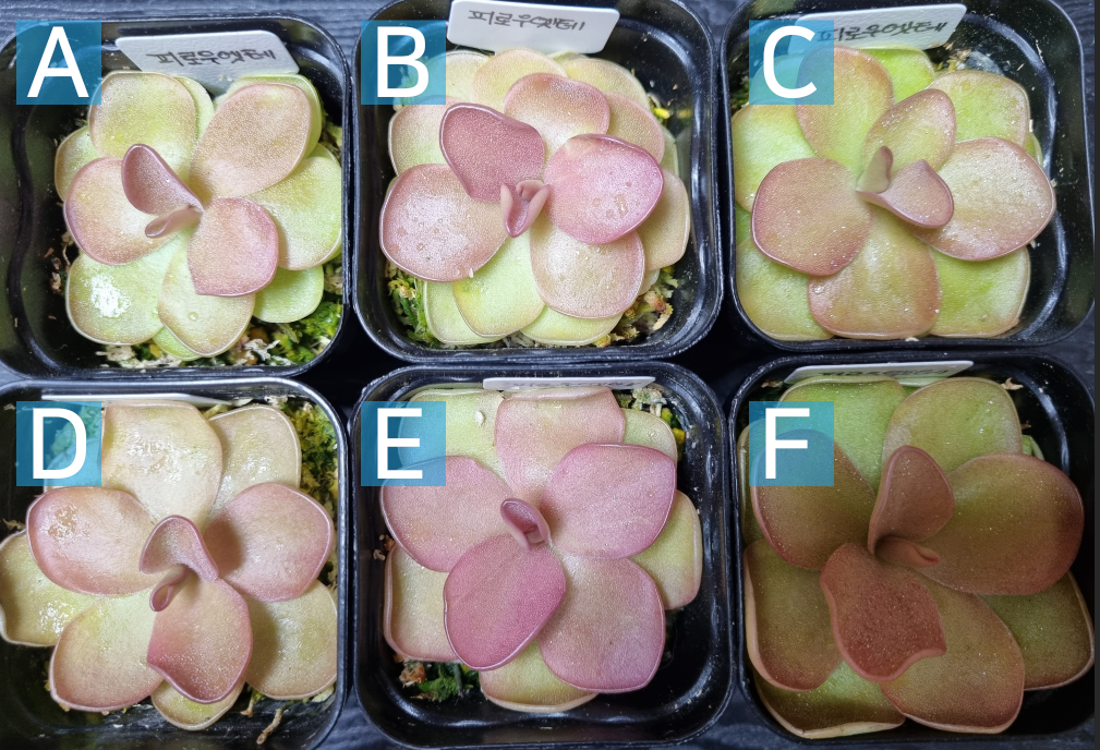 벌레잡이제비꽃 40여종 분양/판매 - 피로우엣테 아그포토시클 마르시아노 레드리프 자우나타 아그나타 플로리안 식충식물