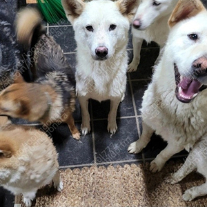 보호소 보낼 강아지.고양이 사료 간식 저렴히 삽니다