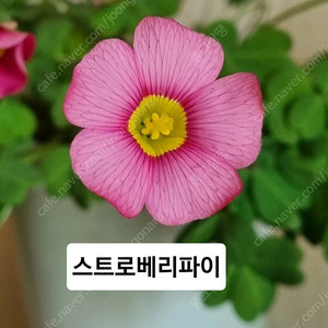 사랑초 12종