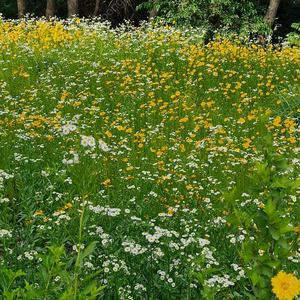 투썸 플레이스 애플망고 빙수