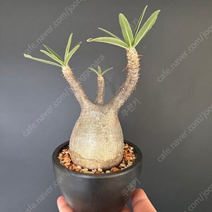 파키포디움 그락실리우스 (아프리카 식물)