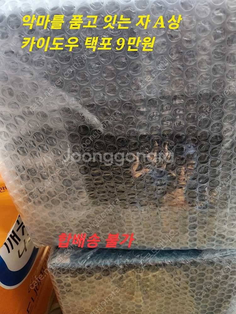 원피스 백수해적단 제일복권 피규어 팝니다.--6