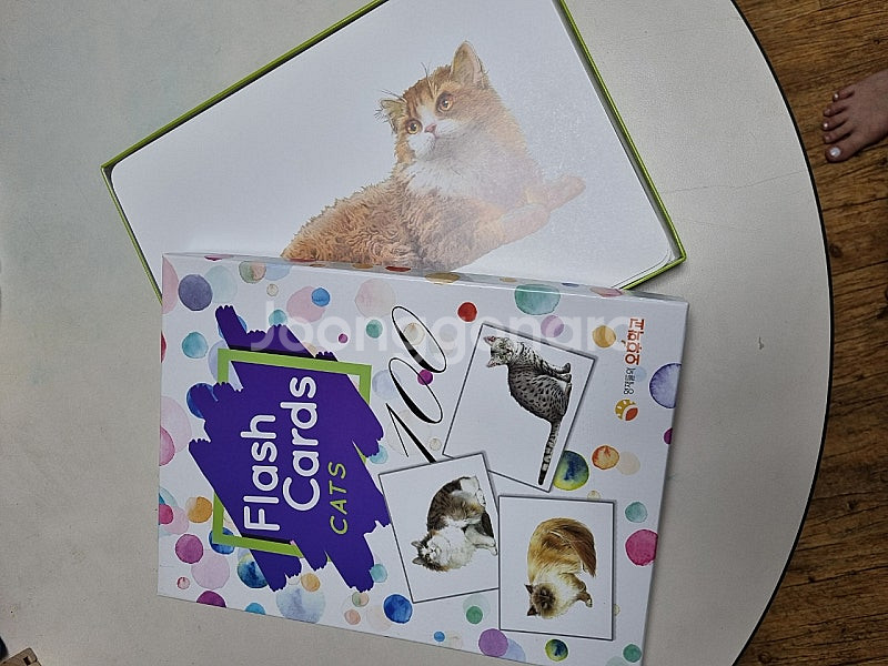 영재오 고양이 강아지 플카--1
