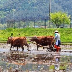 민속품 골동품 써레 써래