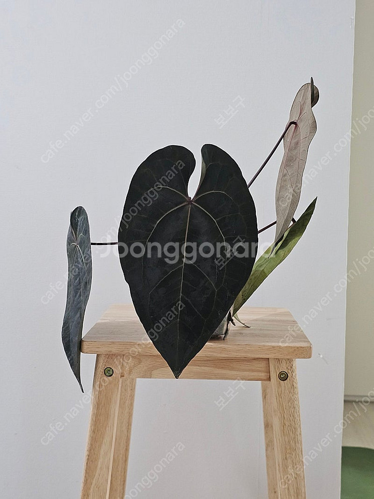 안스리움 에오스, 킹오스 에이스 오브 스페이드 찐오스--0