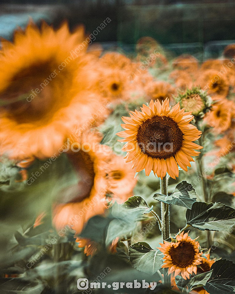 삼양 300mm f6.3 MF 반사렌즈 팝니다. 소니 ...--7