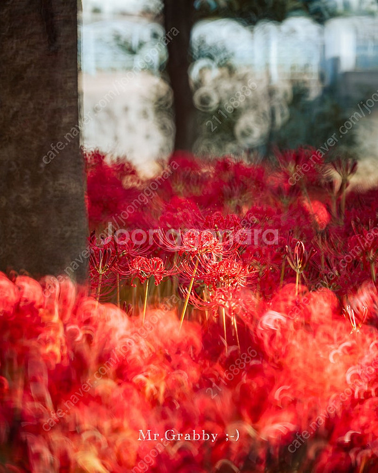 삼양 300mm f6.3 MF 반사렌즈 팝니다. 소니 ...--9