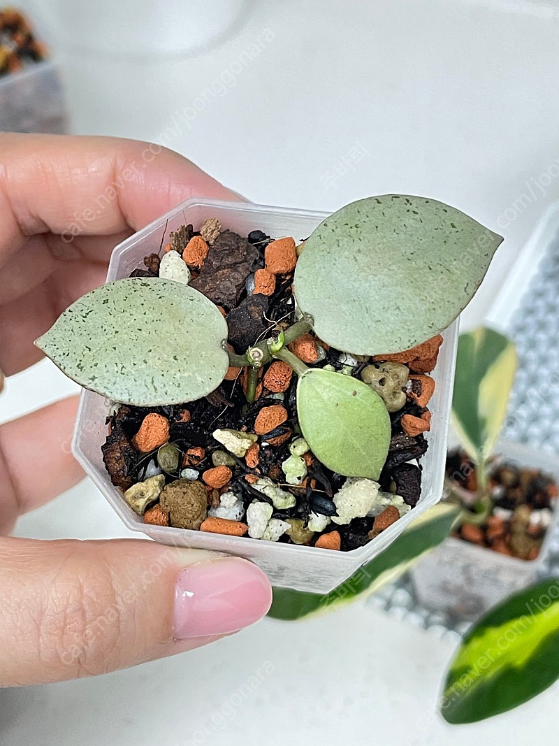 호야 라쿠노사 민트코인 | 중고나라 - 안심되는 중고거래