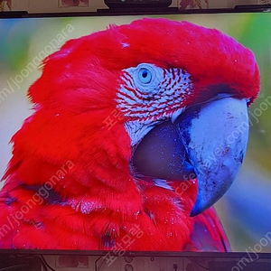 LG UHD 75UP7500KNA [스탠드] 66만원 대구직거래