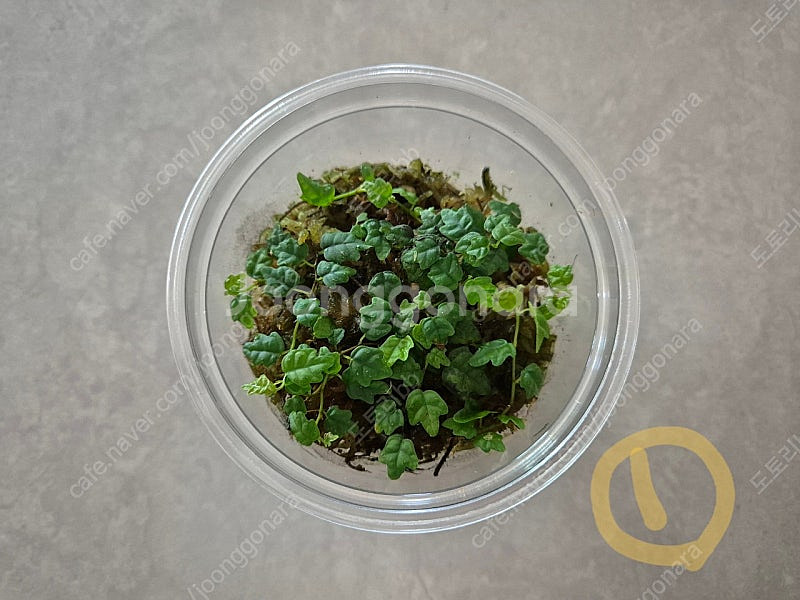 제주애기모람 분양합니다.--0