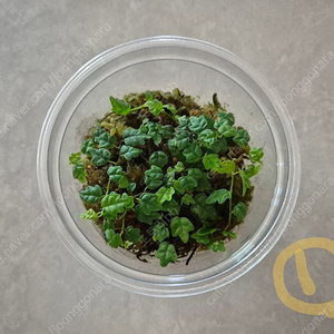 제주애기모람 분양합니다.