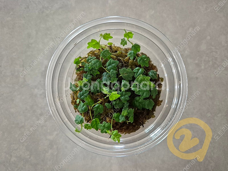 제주애기모람 분양합니다.--1