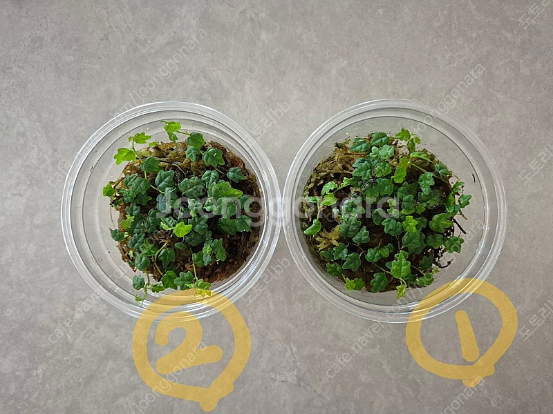 제주애기모람 분양합니다.--3