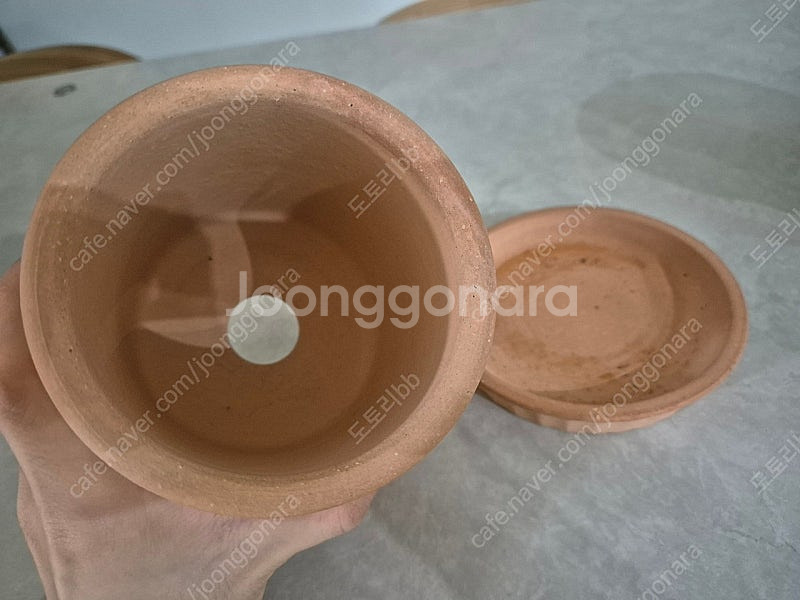 로자리안 토분 판매합니다.(받침포함)--3