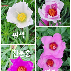 만첩채송화 삽수