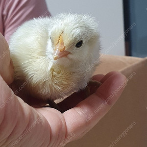 병아리, 부화기, 육추기, 먹이(모이), 관련품목 모두 대여(병아리 부화체험)