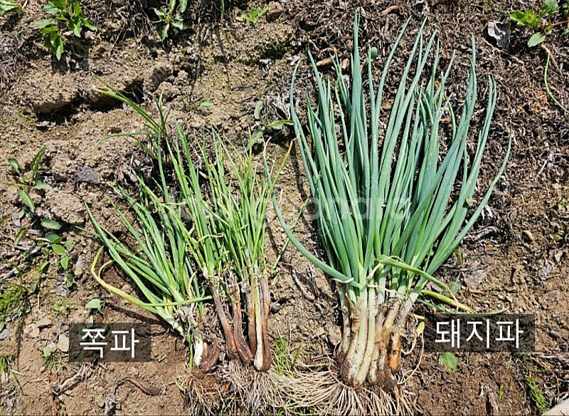 돼지쪽파 종구--5