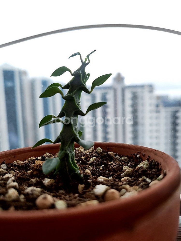 세로페기아 시모네(용꼬리식물), 독일황후선인장 분양합니다--1