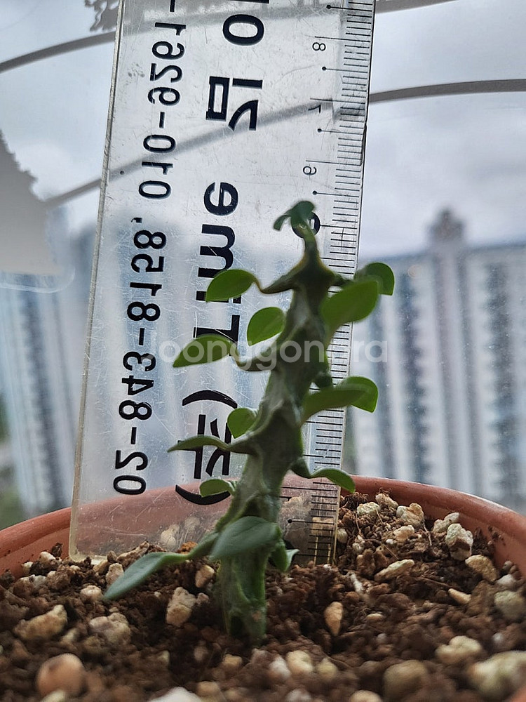 세로페기아 시모네(용꼬리식물), 독일황후선인장 분양합니다--2