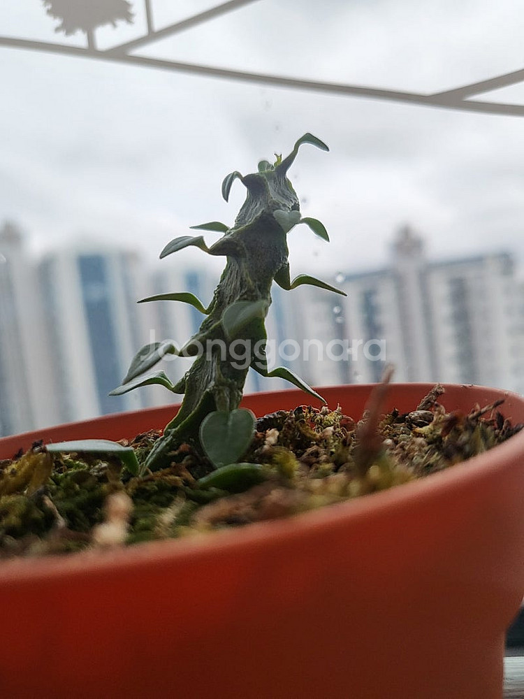 세로페기아 시모네(용꼬리식물), 독일황후선인장 분양합니다--3