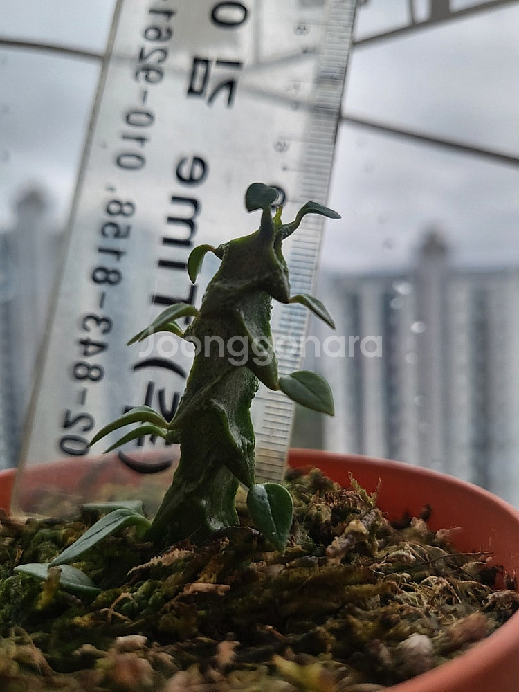 세로페기아 시모네(용꼬리식물), 독일황후선인장 분양합니다--4