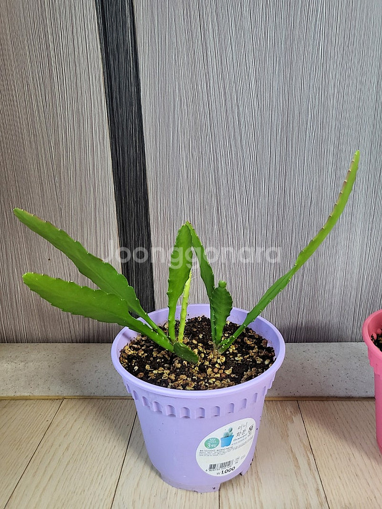 세로페기아 시모네(용꼬리식물), 독일황후선인장 분양합니다--5