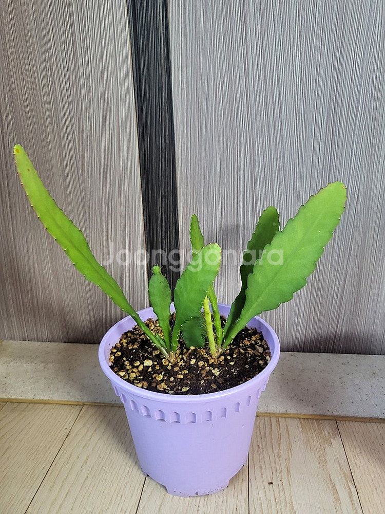 세로페기아 시모네(용꼬리식물), 독일황후선인장 분양합니다--6