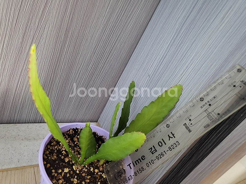 세로페기아 시모네(용꼬리식물), 독일황후선인장 분양합니다--7