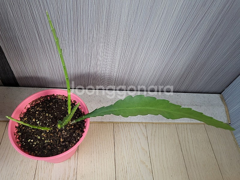 세로페기아 시모네(용꼬리식물), 독일황후선인장 분양합니다--9