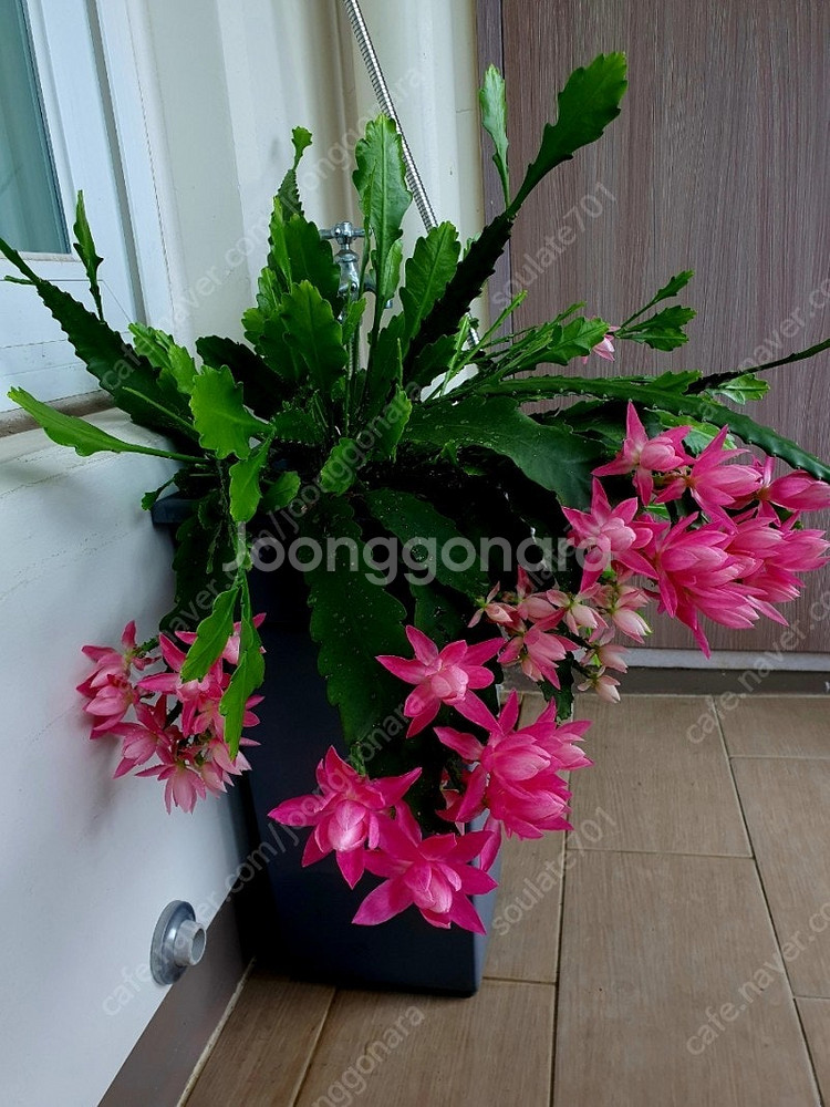 세로페기아 시모네(용꼬리식물), 독일황후선인장 분양합니다--0