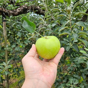 경북 영주 햇 아오리사과 가정용(흠과) 3kg, 5kg, 10kg